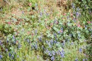 yosemite 5.2015 two lupines